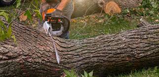 Best Fruit Tree Pruning  in Battle Creek, NE